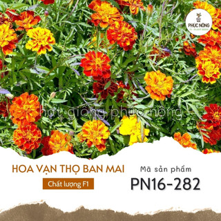 Hạt giống hoa cúc vạn thọ ban mai pháp - 50 hạt