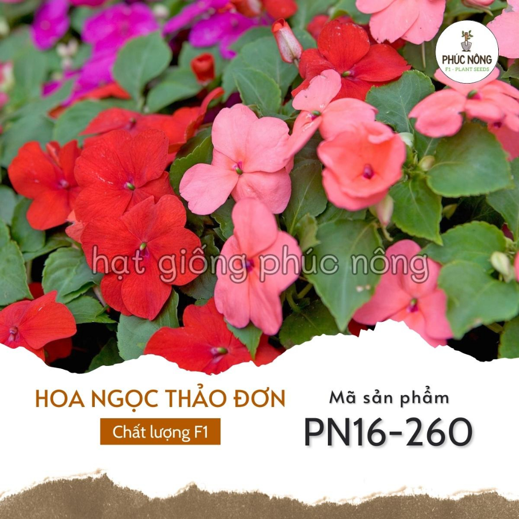 Hạt giống hoa Ngọc Thảo đơn - 50 Hạt