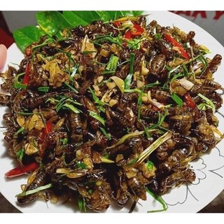 Dế trứng tươi ngon hàng nhặt cánh sẳn đầy trứng hộp 500 gram