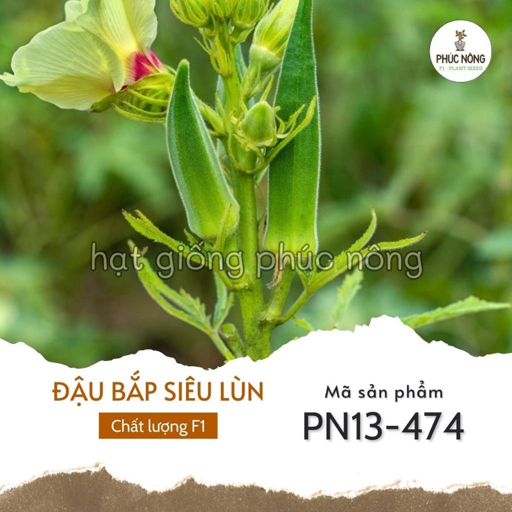 Hạt giống Đậu Bắp Xanh siêu lùn - 150 Hạt