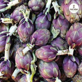 Hạt giống Atiso Tím ( Astiso Tím ) - 10 hạt