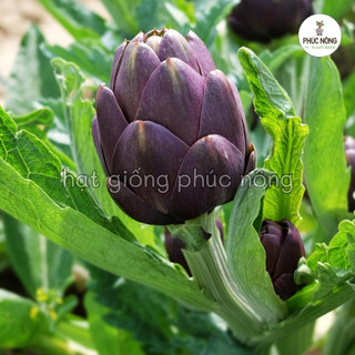 Hạt giống Atiso Tím ( Astiso Tím ) - 10 hạt