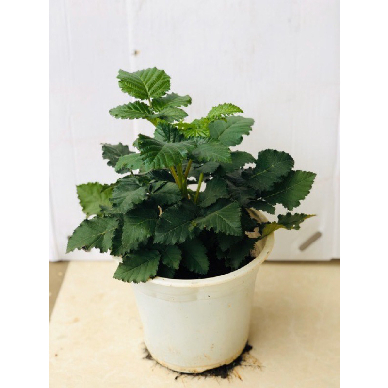 Cây phúc bồn tử