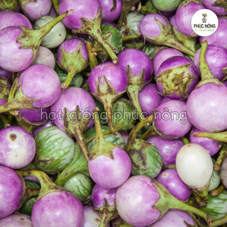 Hạt giống cây Cà Pháo Tím - 1 Gram