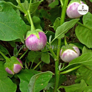 Hạt giống cây Cà Pháo Tím - 1 Gram