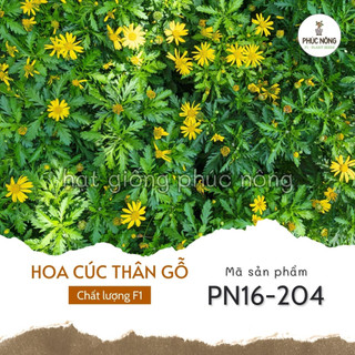 Hạt giống hoa cúc thân gỗ - 50 hạt