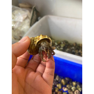 Combo 5 omh lỗi chân ngẫu nhiên