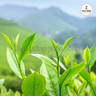 Hạt giống cây Chè Xanh (Trà Xanh) - 15 Hạt