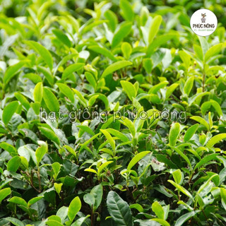 Hạt giống cây Chè Xanh (Trà Xanh) - 15 Hạt