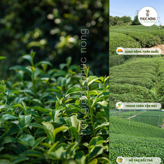 Hạt giống cây Chè Xanh (Trà Xanh) - 15 Hạt