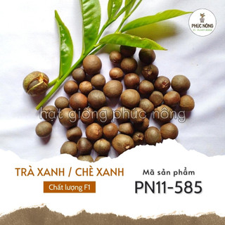 Hạt giống cây chè xanh - 15 hạt