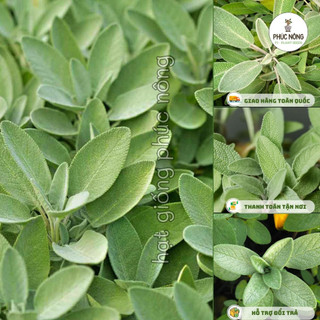 Hạt giống cây Xô Thơm - 20 Hạt