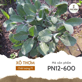 Hạt giống cây xô thơm - 20 hạt