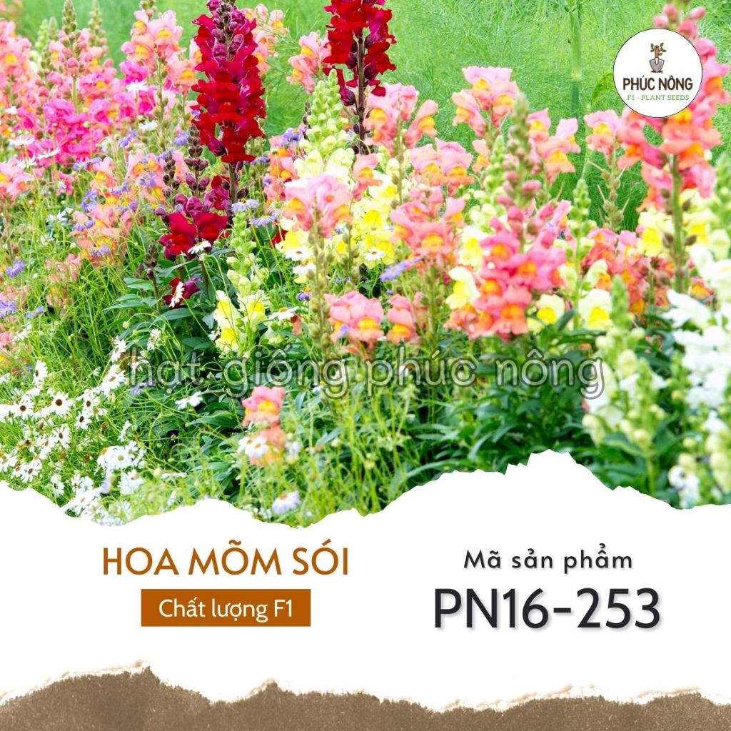 Hạt giống hoa Mõm Sói - 100 Hạt
