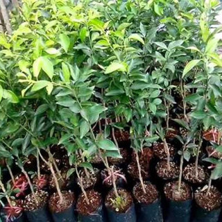Cây quýt đường thái không hạt(1caay)