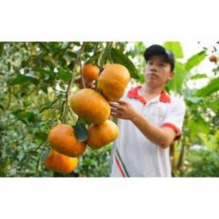 Cây quýt đường thái không hạt(1caay)