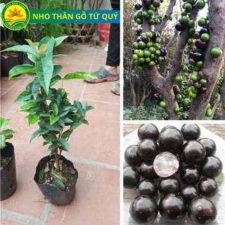 Cây giống nho thân gỗ tứ quý