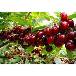 Cây giống cherry