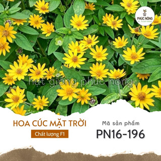 Hạt giống hoa cúc mặt trời - 20 hạt