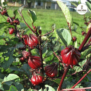 Hạt giống Atiso Đỏ ( Bụp Giấm ) - 50 hạt