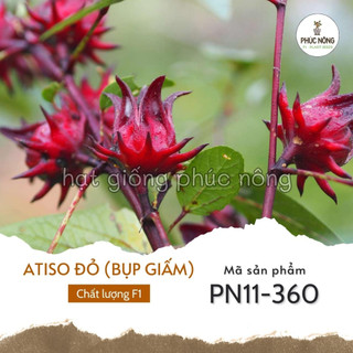Hạt giống atiso đỏ - 50 hạt