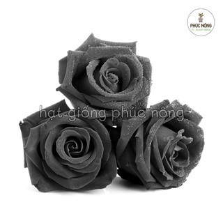 Hạt giống Hoa Hồng Đen - 20 hạt