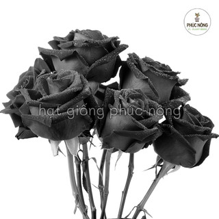 Hạt giống Hoa Hồng Đen - 20 hạt