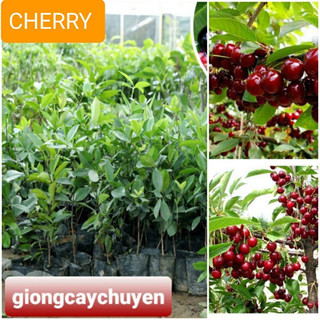 Cây giống cherry (1caay)