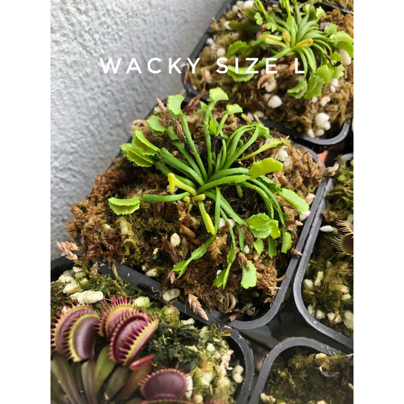 Cây bẫy kẹp-cây bắt mồi-cây ăn thịt-venus flytrap các loại-trồng terrarium