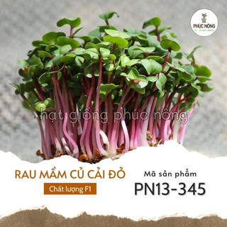 Hạt giống rau mầm củ cải đỏ - 20 gram