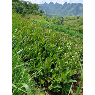 Miến dong Phia Đén Cao Bằng 1kg
