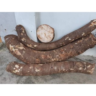 1 củ bạc hà núi siêu khủng tầm 8kg