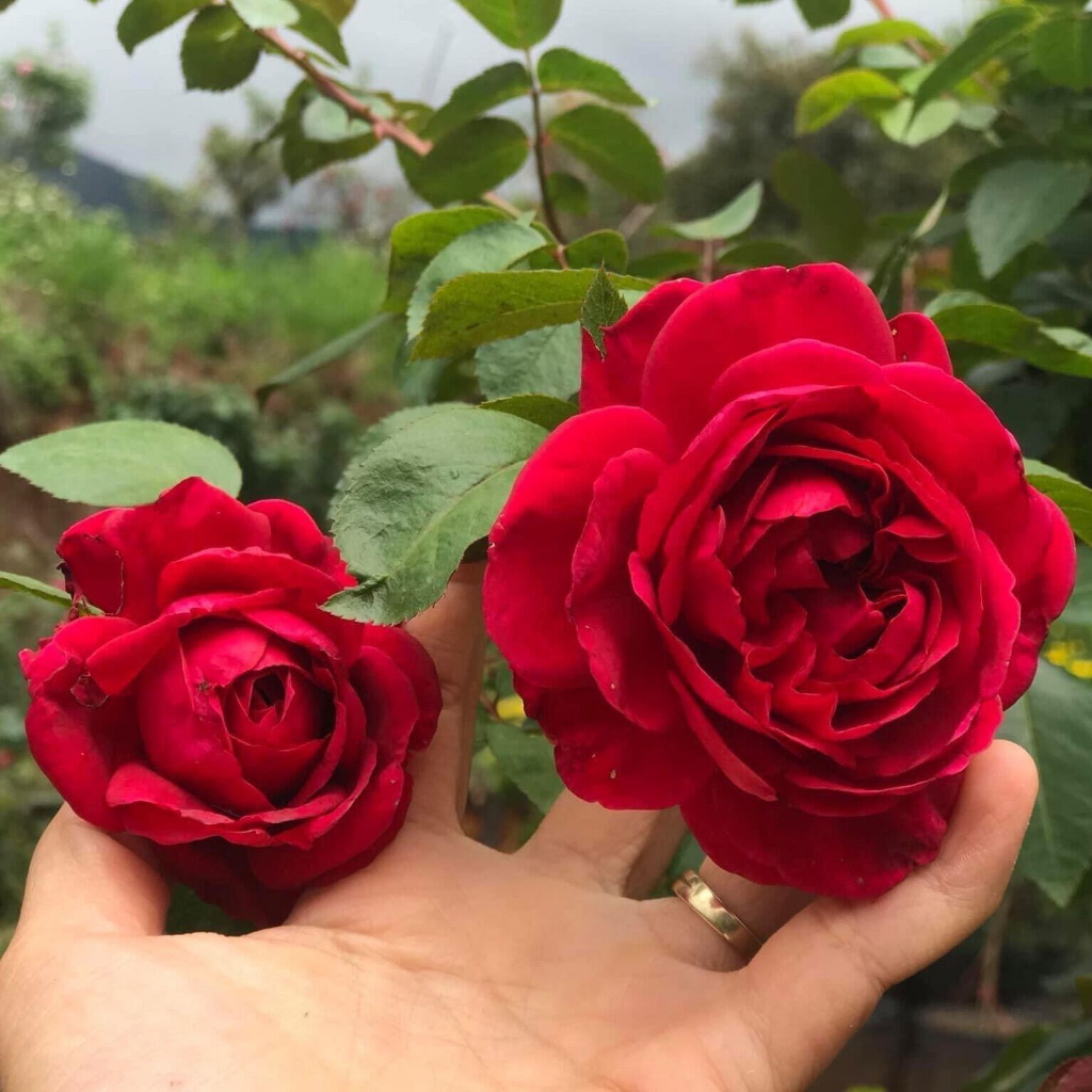 Hoa hồng leo Republic de Montmartre rose - cây khỏe, màu đỏ, hoa thơm