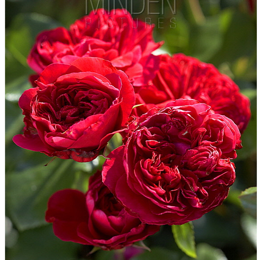 Hoa hồng bụi Red Leonardo da Vinci rose - màu đỏ