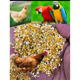 500g Bắp bể- hạt ngô size vừa cho chim gà, chiến kê