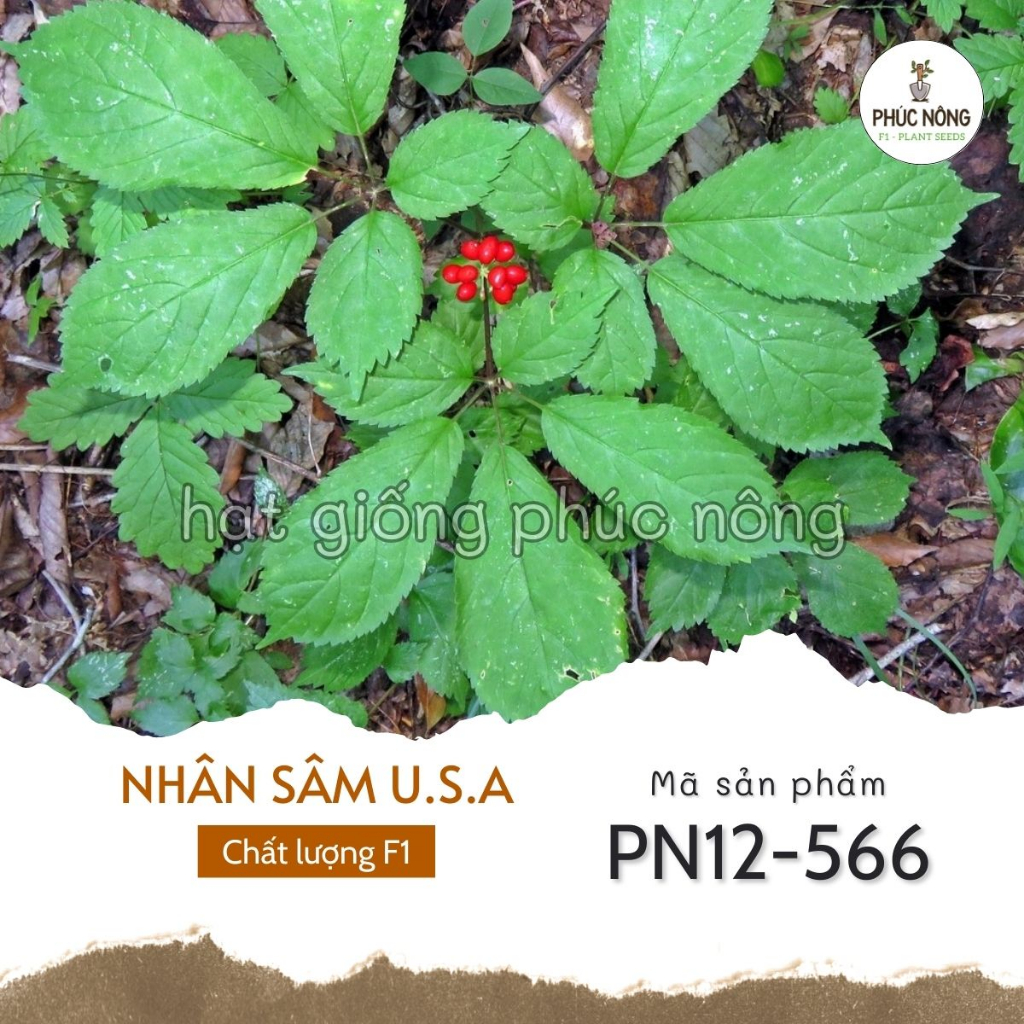 Hạt giống Nhân Sâm USA – Gói 5 hạt |