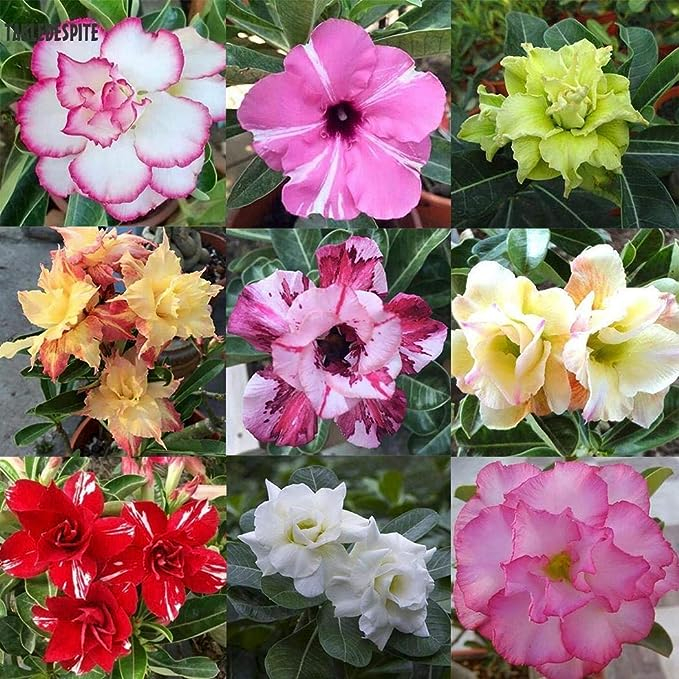 Hạt Giống Hoa Sứ Thái Kép Nhiều Màu ( Gói 8 Hạt ) - Thân Đẹp, Rễ Đẹp, Củ Nhiều Dáng Lạ
