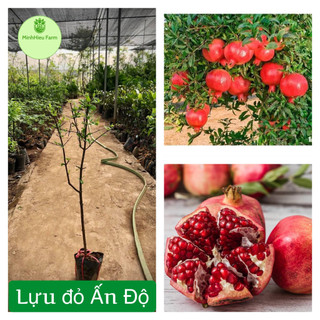 Cây lựu đỏ Ấn Độ tứ mùa cho quả 6 tháng