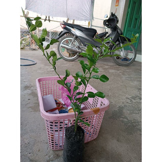 Cây chanh Chúc (chanh Thái) đặc sản An Giang