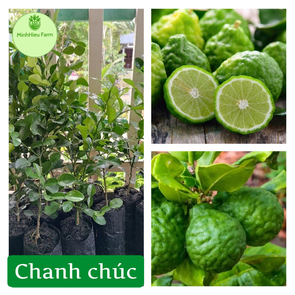 Cây chanh Chúc (chanh Thái) đặc sản An Giang