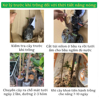 Cây chanh Chúc (chanh Thái) đặc sản An Giang