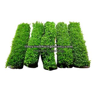 LŨA RÊU PHƯỢNG VĨ ĐÀI DỄ CHĂM SÓC - TRANG TRÍ HỒ CÁ THUỶ SINH KHÔNG CẦN CO2