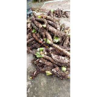 3kg Củ bạc hà núi, ráy rừng