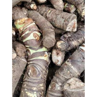 3kg Củ bạc hà núi, ráy rừng