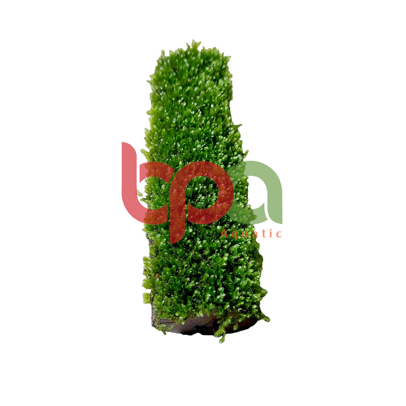 RÊU PHƯỢNG VĨ ĐÀI BÁM LŨA TỰ NHIÊN - BAO GỒM LŨA VÀ RÊU KHI MUA SẢN PHẨM