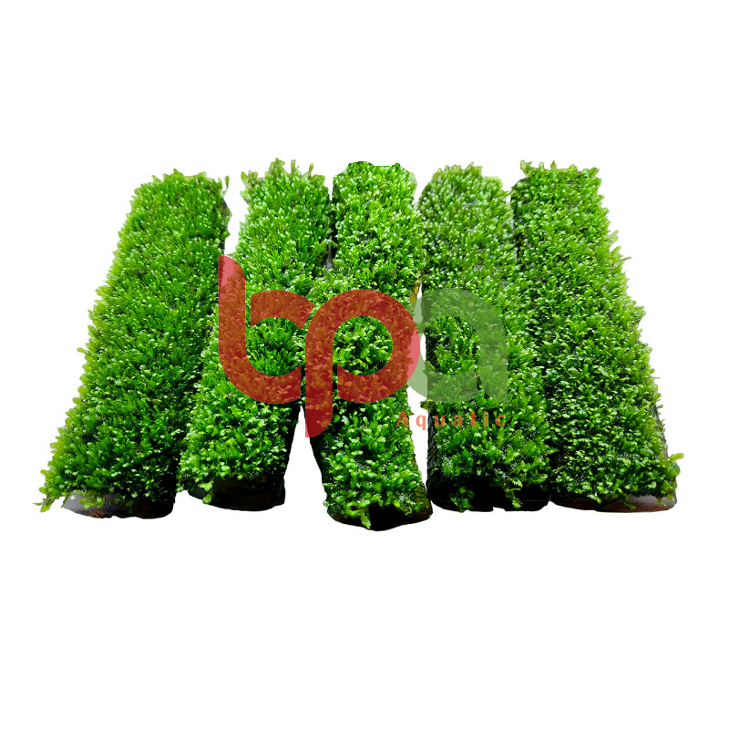 RÊU PHƯỢNG VĨ ĐÀI BÁM LŨA TỰ NHIÊN - BAO GỒM LŨA VÀ RÊU KHI MUA SẢN PHẨM