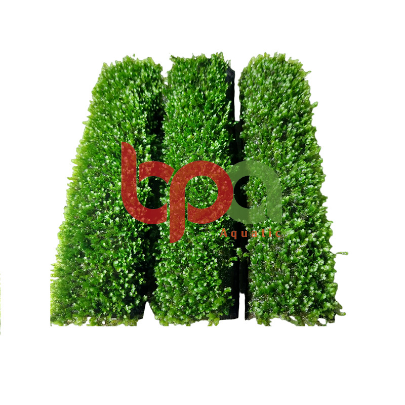 RÊU PHƯỢNG VĨ ĐÀI BÁM LŨA TỰ NHIÊN - BAO GỒM LŨA VÀ RÊU KHI MUA SẢN PHẨM