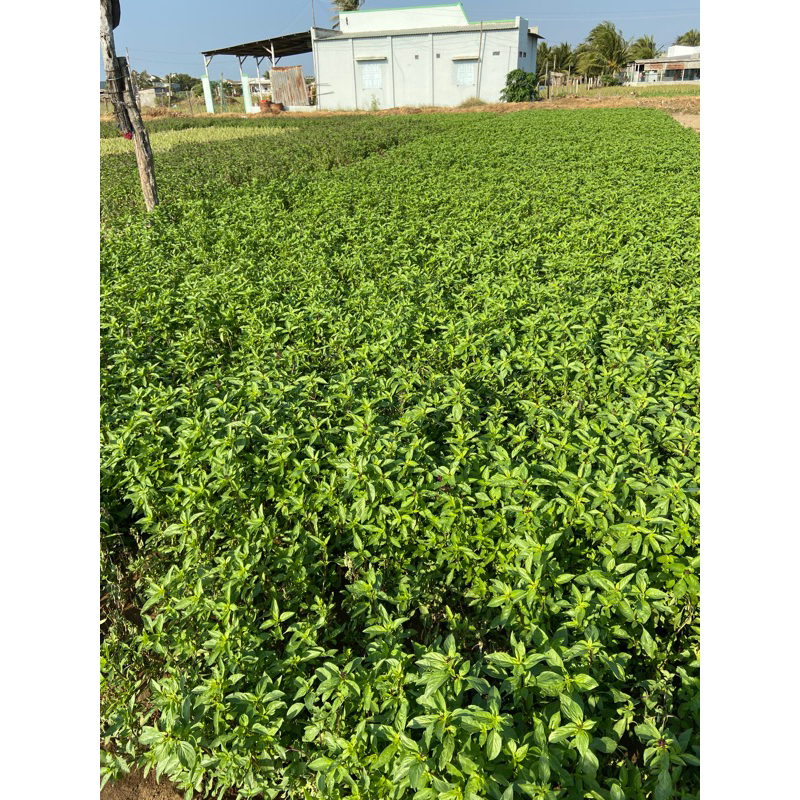 Hạt é Phan Rang Ninh Thuận phơi tại rẫy loại ngon 100g-500g