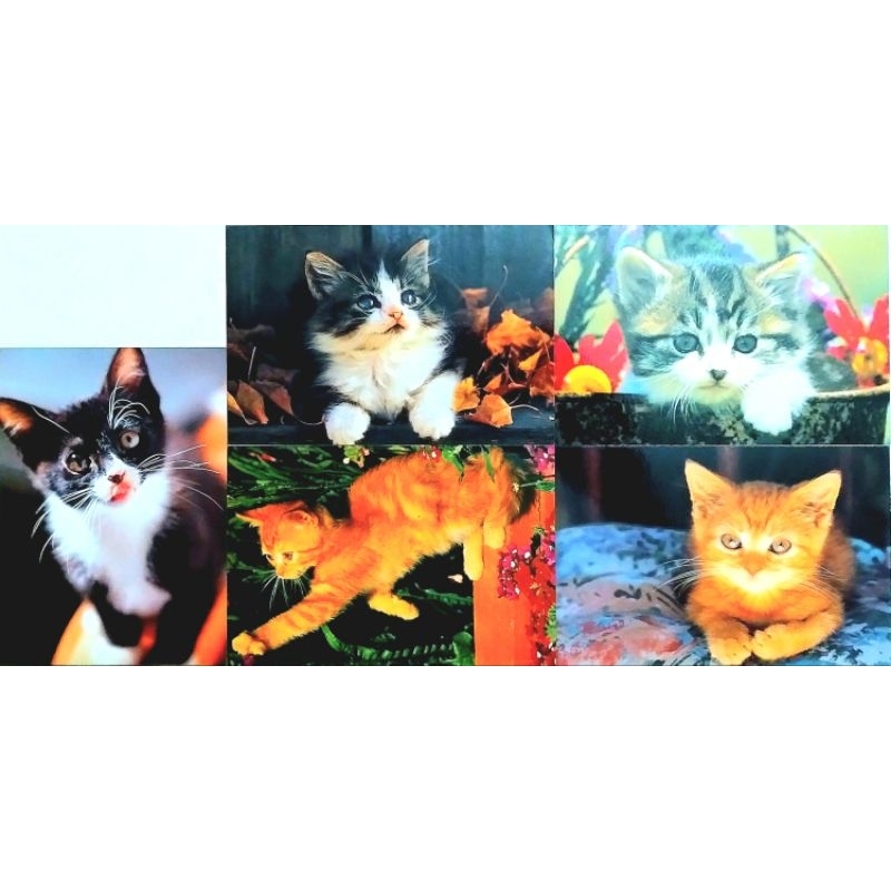 5 Postcard 😻🐶 LIKSIN "Cũ"