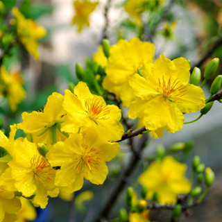 Hạt Giống Hoa Mai Vàng ( Goi 25 Hạt ) - Cây Ra Nhiều Hoa